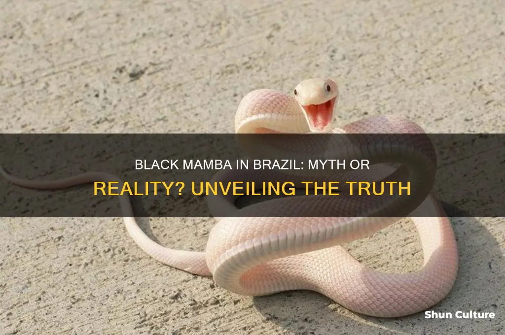 is the black mamba in brazil