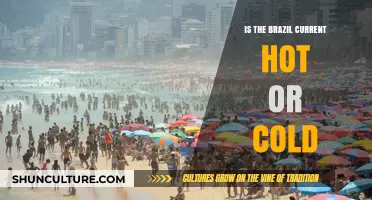 Exploring the Brazil Current: Temperature, Climate, and Ocean Dynamics