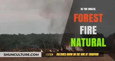 Are Brazil's Forest Fires Natural or Man-Made Disasters?