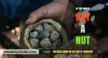 Is the Brazil Nut a Nut? Uncovering the Truth Behind the Name