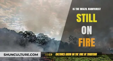 Is the Amazon Rainforest Still Burning? Latest Updates and Insights