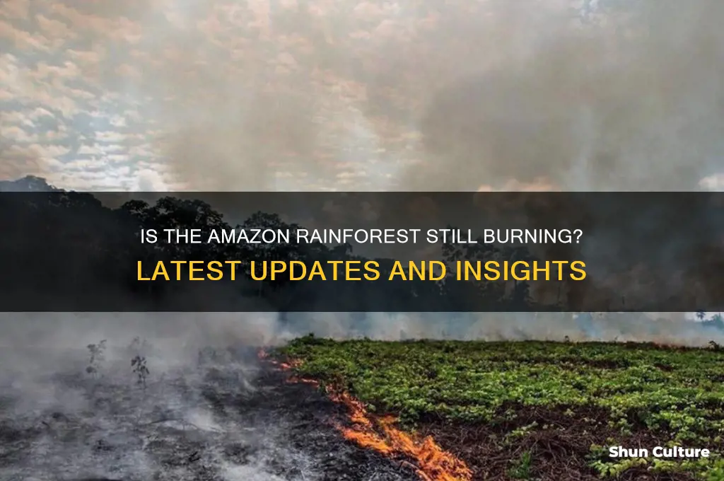 is the brazil rainforest still on fire