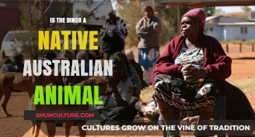 The Dingo: Australia's Native Wild Dog