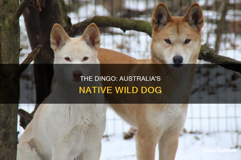 is the dingo a native australian animal