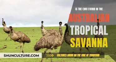 Emu's Tropical Savanna Habitat: An Australian Mystery