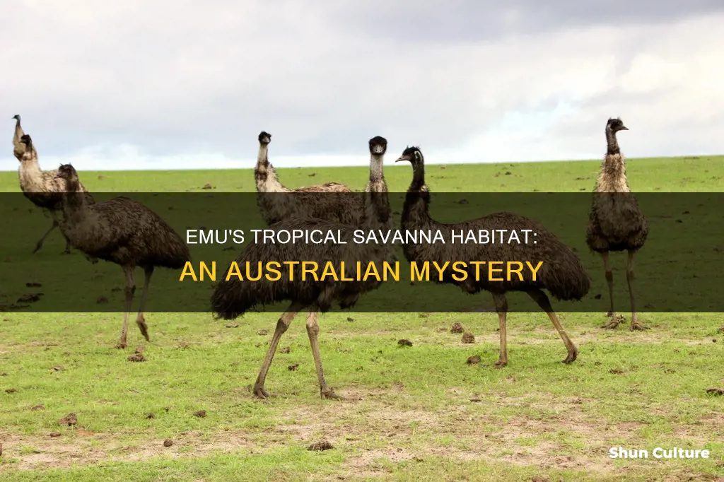 is the emu found in the australian tropical savanna