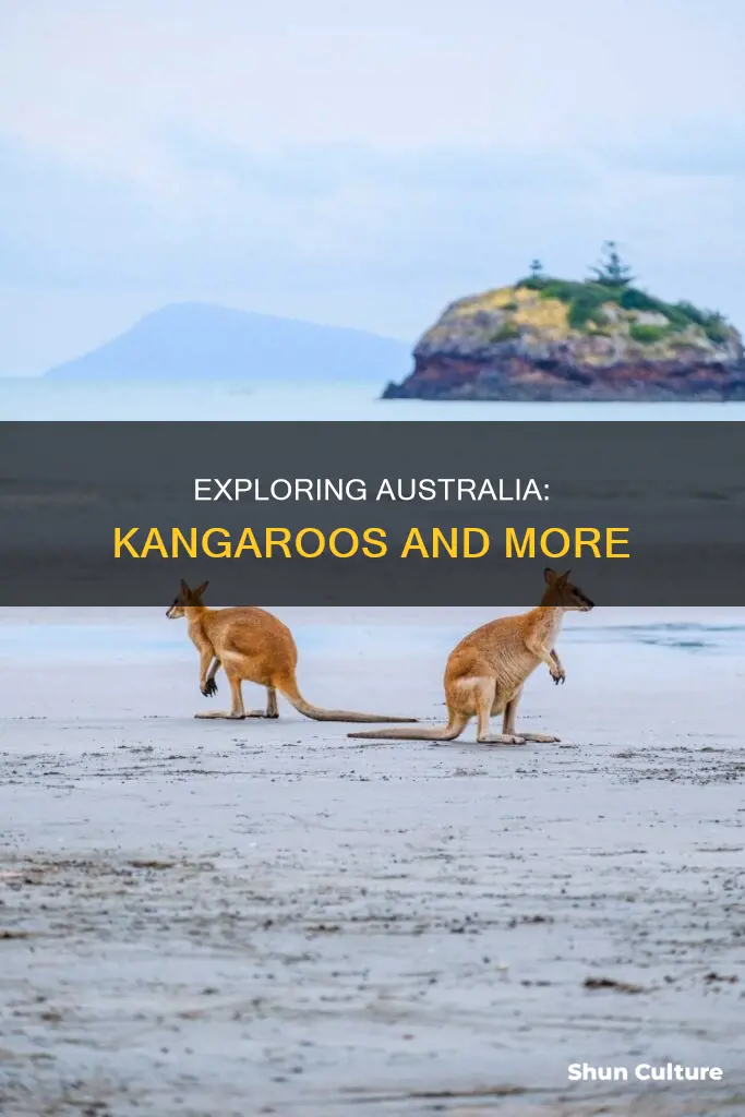 is the entire population of australia kangaroos