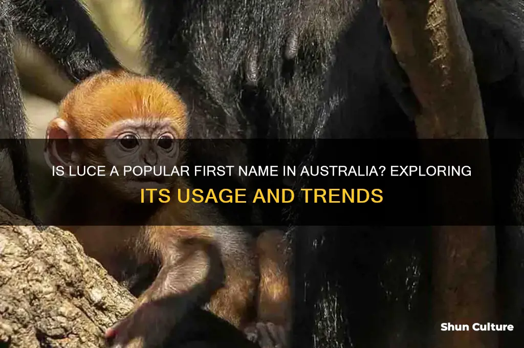 is the first name luce common in australia