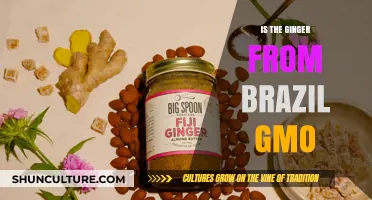 Is Brazilian Ginger Genetically Modified? Uncovering the Truth About GMOs