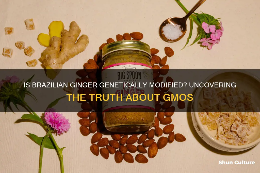 is the ginger from brazil gmo