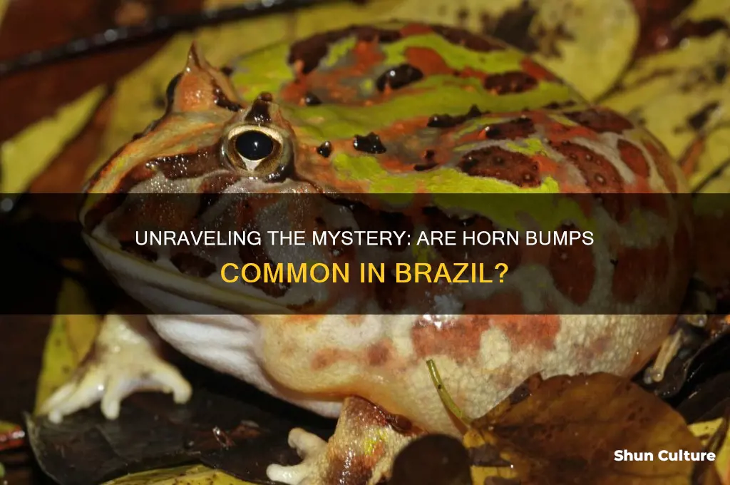 is the horn bumps brazil