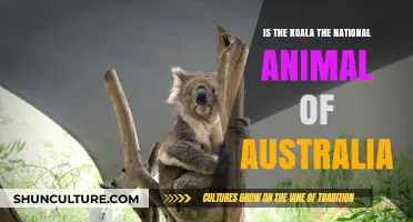 Koala: Australia's National Animal or Not?