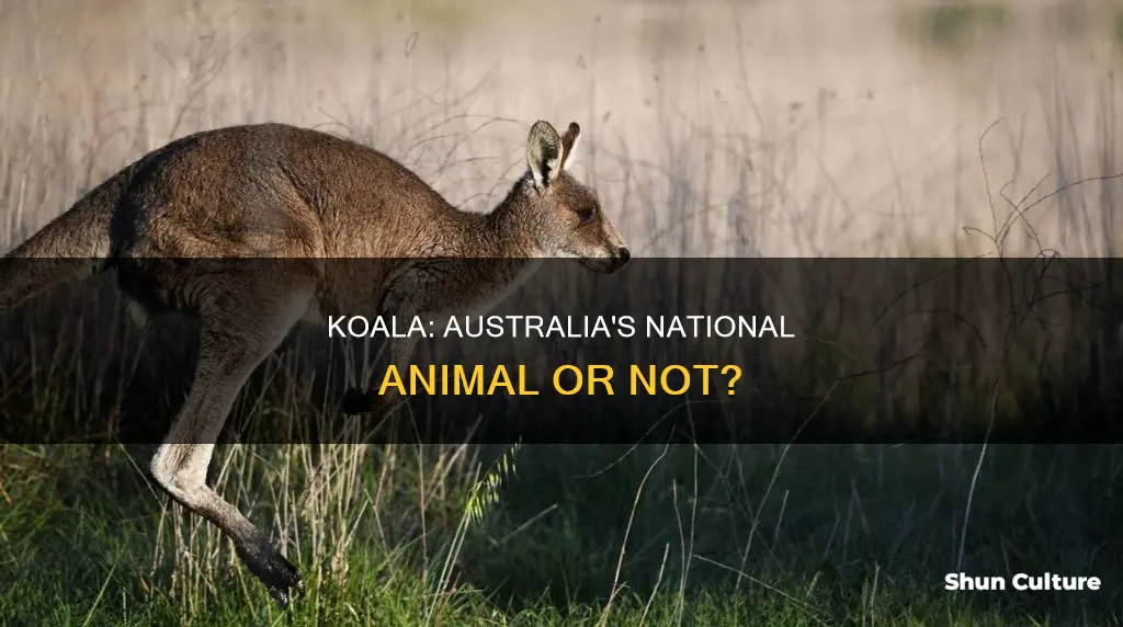 is the koala the national animal of australia