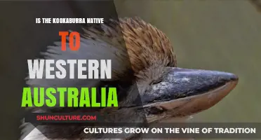 Kookaburras: Western Australia's Native Bird?
