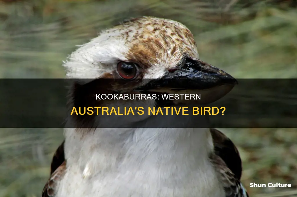 is the kookaburra native to western australia