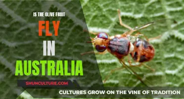 Olive Fruit Fly: Australia's Unwanted Visitor