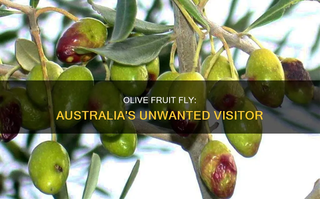 is the olive fruit fly in australia