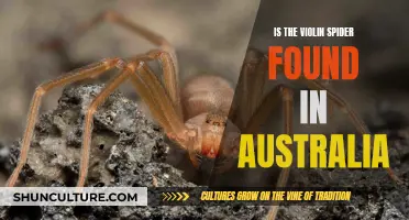 The Violin Spider: Is It Found in Australia?