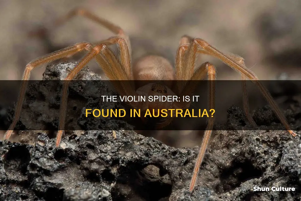 is the violin spider found in australia