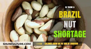 Brazil Nut Shortage: Causes, Impact, and Future of This Amazonian Staple