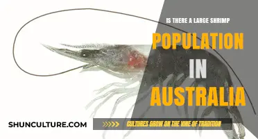 Shrimp Boom: Australia's Population Surge
