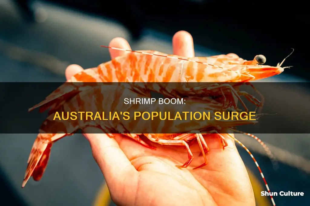 is there a large shrimp population in australia