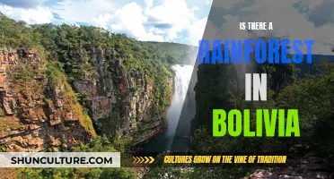 Bolivia's Rainforest: A Natural Wonder