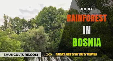 Exploring Bosnia's Lush Green Forests: Is There a Rainforest Hidden Within?