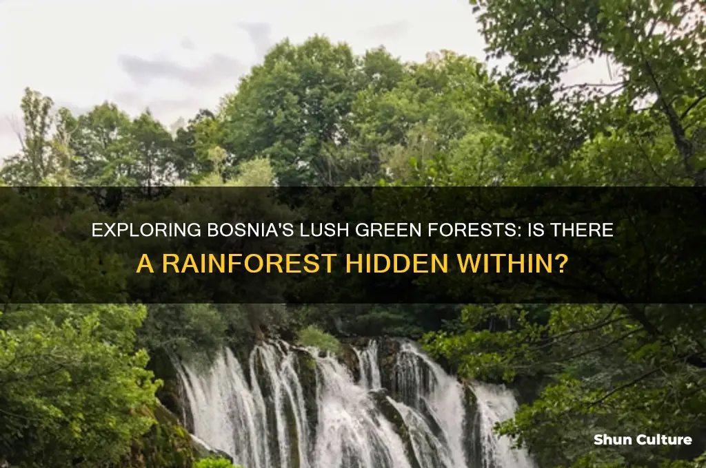 is there a rainforest in bosnia