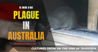 Rats Down Under: Australia's Plague Explored