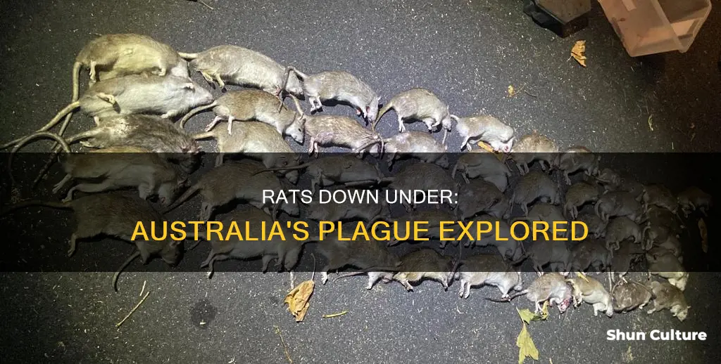 is there a rat plague in australia