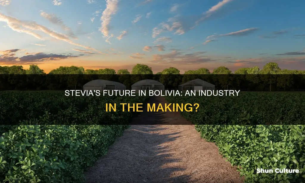 is there a stevia industry in bolivia