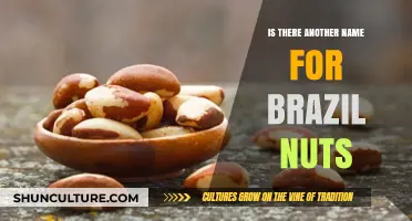 Brazil Nuts: Exploring Alternative Names for This Nutrient-Packed Seed