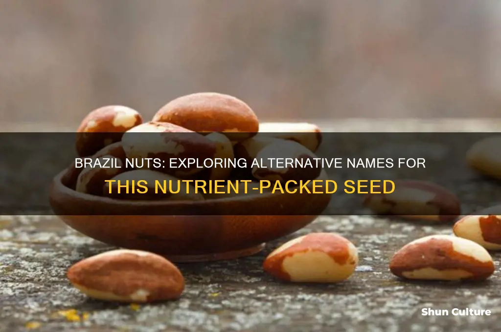 is there another name for brazil nuts