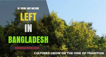 Exploring Bangladesh's Remaining Natural Wonders: A Journey Through Untouched Landscapes