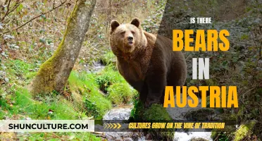 Bears in Austria: Are They There?