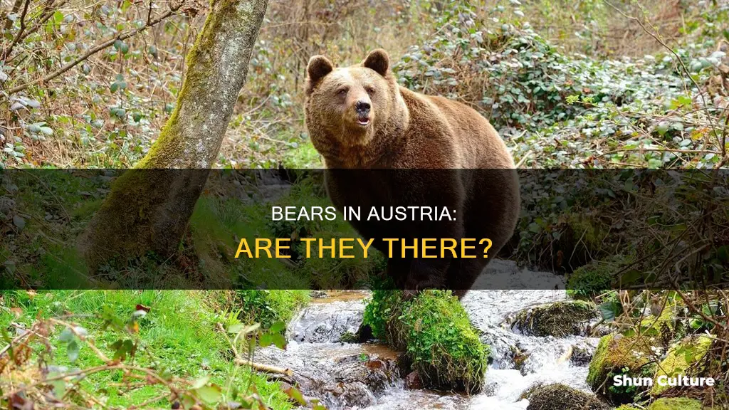 is there bears in austria