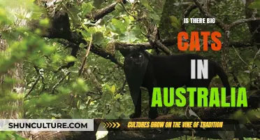 Big Cats in Australia: Are They Real?