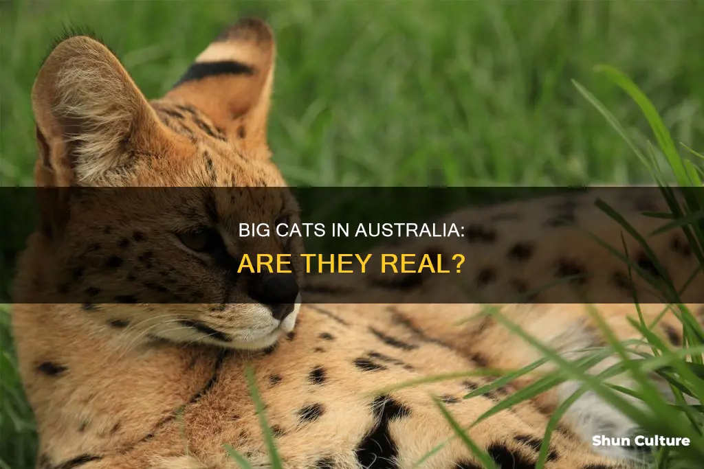 is there big cats in australia