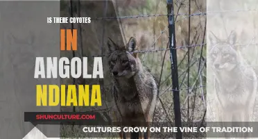 Coyote Concerns in Angola, Indiana: What You Need to Know