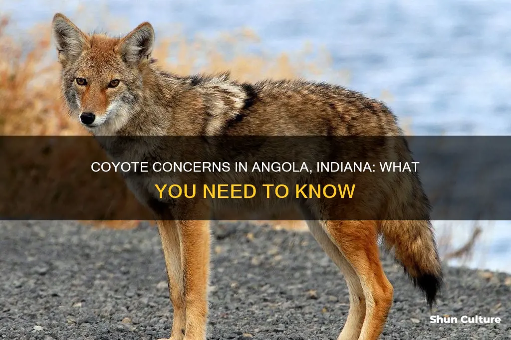 is there coyotes in angola ndiana