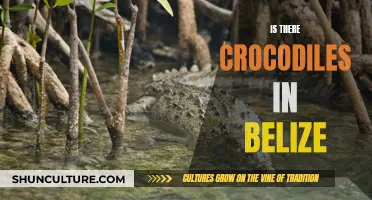 Crocodiles in Belize: A Wildlife Adventure