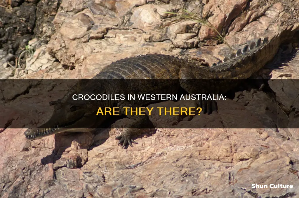 is there crocodiles in western australia