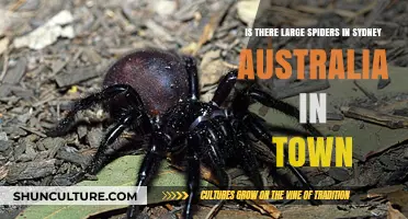 Sydney's Urban Spider Scene: Are Large Species Common in Town?