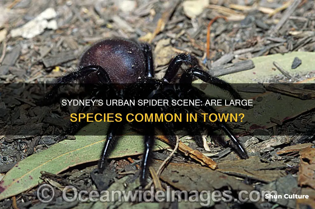 is there large spiders in sydney australia in town