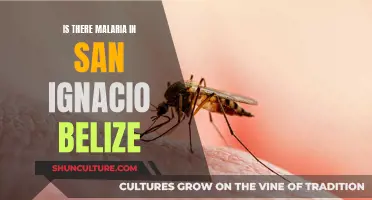 Malaria Risks in San Ignacio, Belize: What Travelers Need to Know