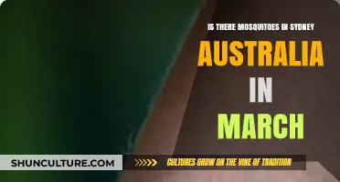 Mosquitoes in Sydney: March Buzz or Bite-Free Bliss?