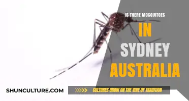 Mosquitoes in Sydney: Are They a Concern for Locals and Tourists?