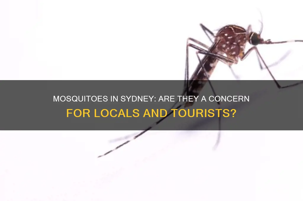 is there mosquitoes in sydney australia
