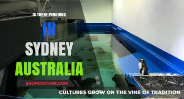 Penguins in Sydney: Fact or Fiction? Exploring Australia's Coastal Wildlife